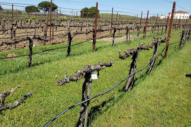 6 Hour Private Cabernet Sauvignon Wine Tour in Napa Valley - COVID-19 and Cancellation Policy