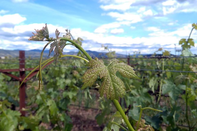 6 Hour Variety Wine Vineyard Tour in Napa Valley - Booking and Cancellation Policy