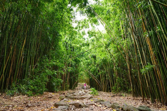 8 Hour Private Jungle Waterfall Tour From Maui - Highlights of the Private Tour