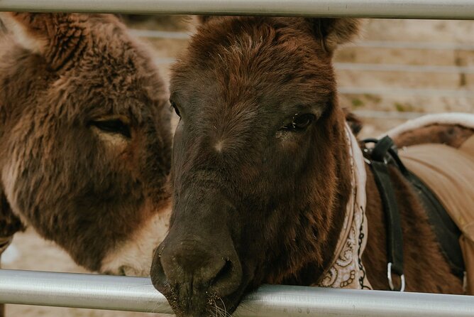 Brunch With Mini Rescue Burros Review - Scheduling and Booking Details