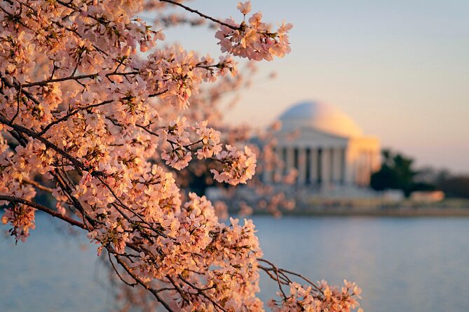 Chicago to Washington D.C. Cherry Blossom 3-Day Tour - Health and Safety Guidelines