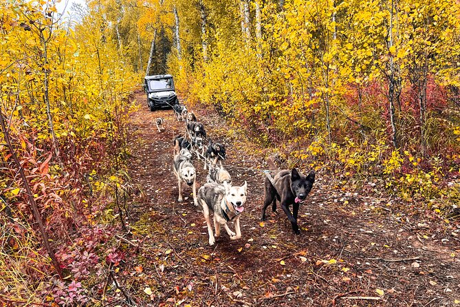 Dryland Dog Sled Tour - Tour Provider: Susitna Sled Dog Adventures