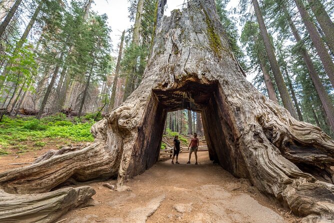 Enchanting Yosemite National Park Tour From San Francisco - Accessibility