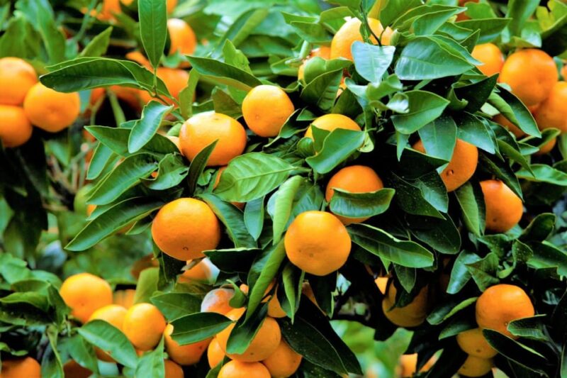 From Nogaya：Fireworks and Orange Picking 1 Day Tour - Itinerary