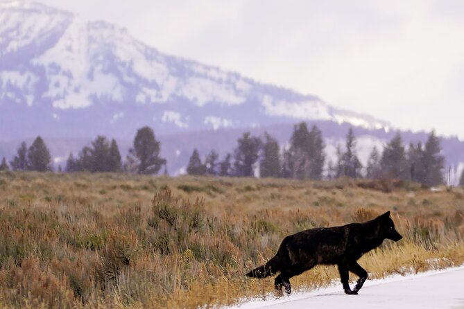 Full Day Private Guided Tour in Yellowstone National Park - Accessibility and Dietary Requirements