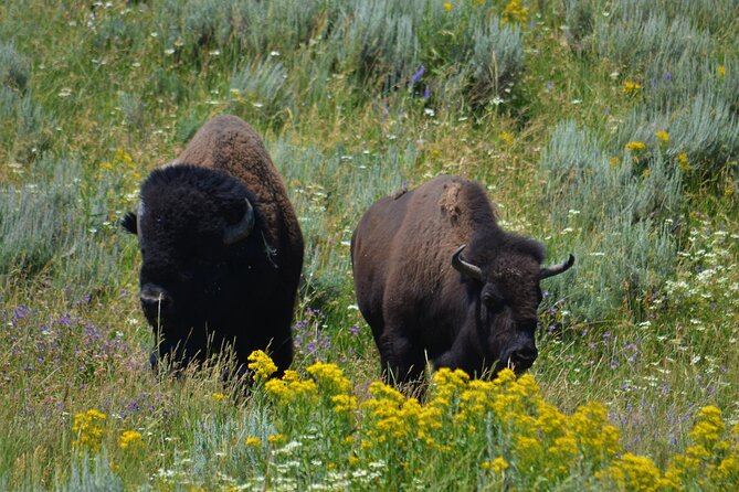 Full Day Private Yellowstone National Park Lower Loop Adventure - Experiencing the Diverse Landscapes of Yellowstone