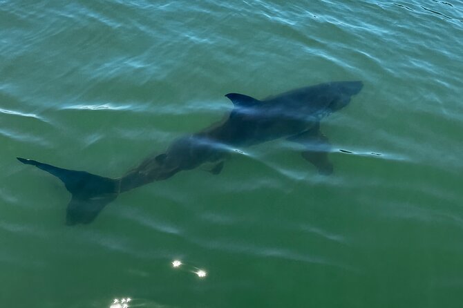 Great White Sharks Topside in Monterey Bay - Health and Participation Guidelines
