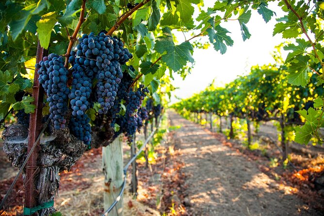 Half-Day Private Niagara County Wine Tour Experience - Pairing Perfection: Lunch at Local Vineyards