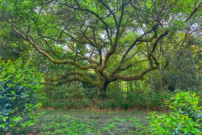 Historic Mobile and Bellingrath Garden Tour Review - Details on Accessibility and Participation