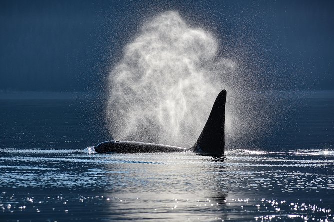 Juneau Lighthouse Tours - Whale Watching & Lighthouse Combo - Parking Information