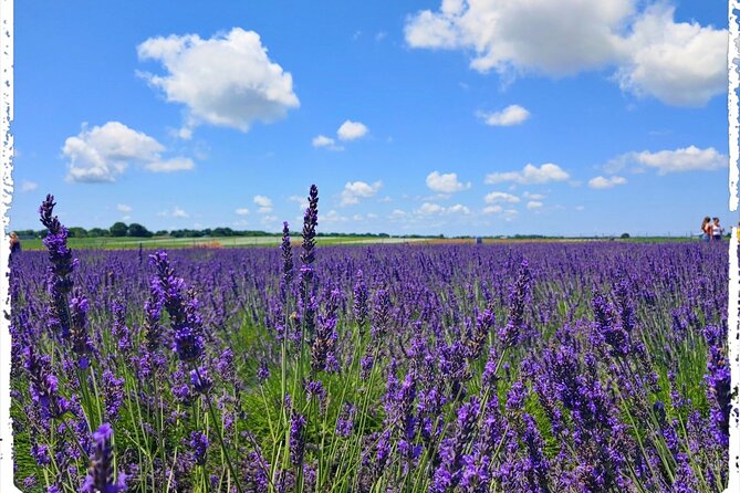 Lewin Farms, Lavender By The Bay and Tanger Outlets Full-Day Tour - Accessibility Information