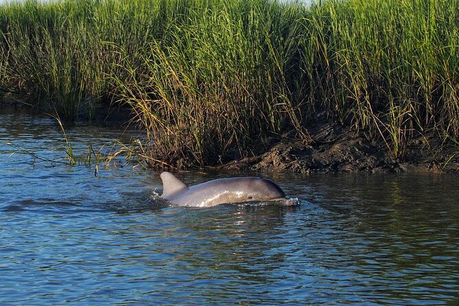Morning Beaufort River Tour Review - Scenic Highlights and Wildlife Sightings