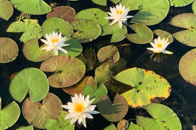 Mystical Private Kayak and Canoe Tours on Caddo Lake - Exploring Caddo Lake