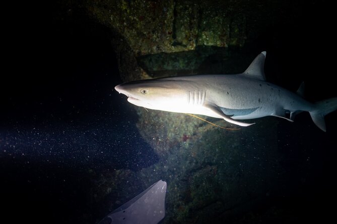 Night Dive Adventure in Oahu - Group Size and Availability