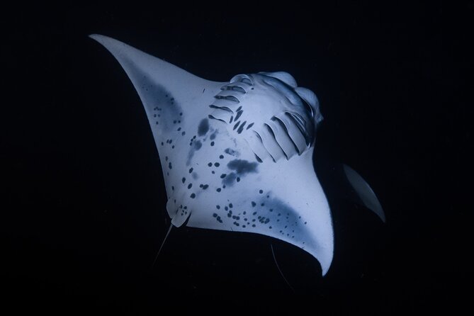 Night Manta Ray Snorkel Review: An Unforgettable Experience - What to Expect During the Snorkel Adventure