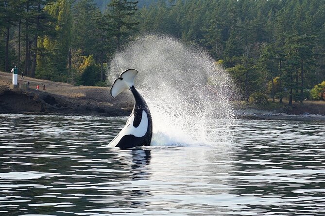 Orca Whale Tour Near Seattle Review - What to Expect During the Tour