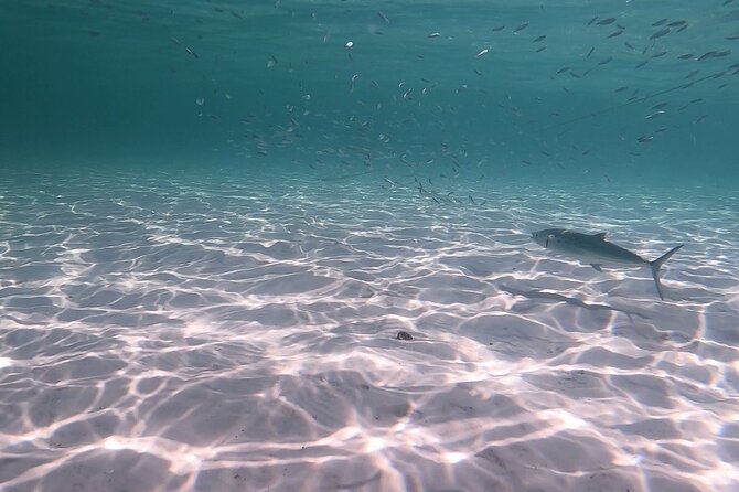 Private Catamaran: Snorkel, Swim and Dolphin Watching - Included Amenities