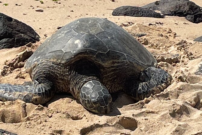Private North Shore Waterfalls and Turtles Tour - Inclusions and Amenities