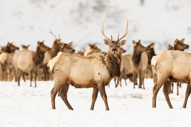 Private Tour Grand Teton National Park - Important Information