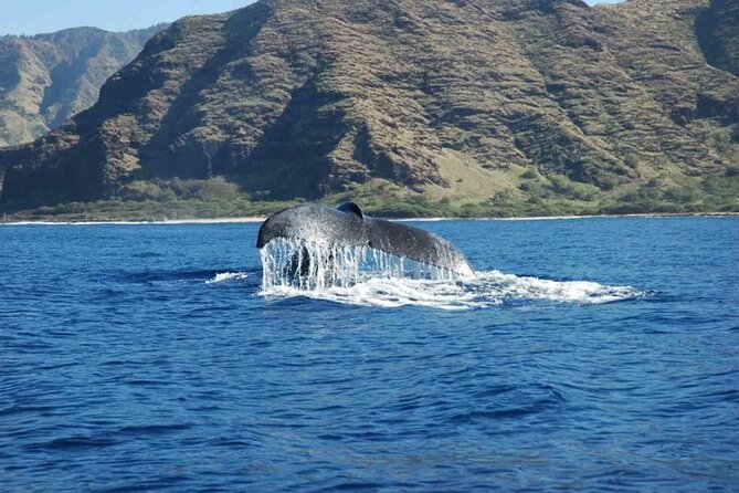 Private Whale Watching Tour of Oahu - Health and Accessibility Information