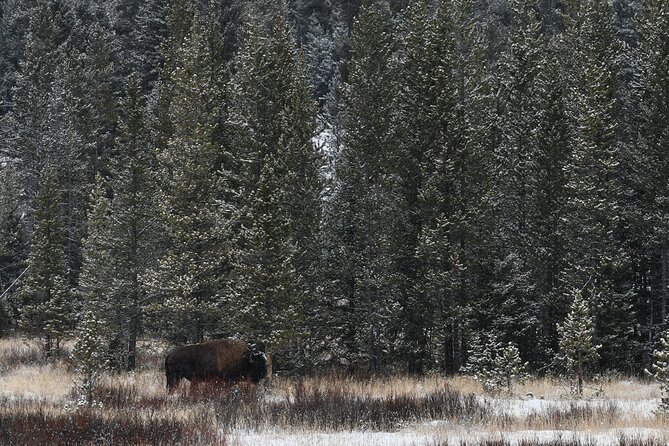Private Yellowstone Park Van Tours From Bozeman - Tour Experience and Reviews
