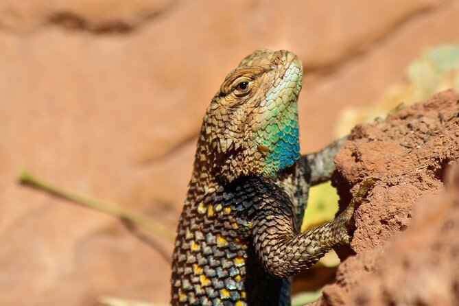 Reptile Hunting in The Sonoran Desert Review - What to Expect During the Hike