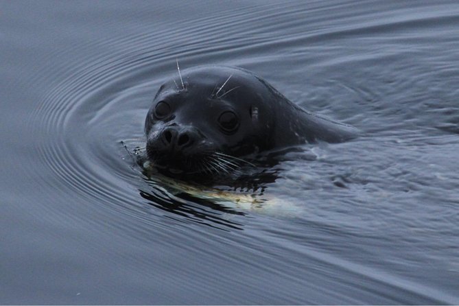Saltwater Expedition Sightseeing & Wildlife Review - Highlights From the Ketchikan Tour