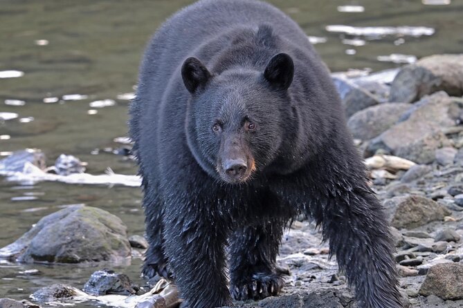 Scenic Drive Tour Through the Rainforest of Ketchikan Alaska - Amenities and Inclusions on the Tour