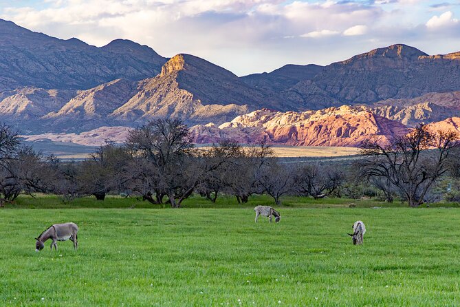 Spring Mountain Ranch Hike With Happy Hour Drinks - Alcoholic Beverages at Happy Hour