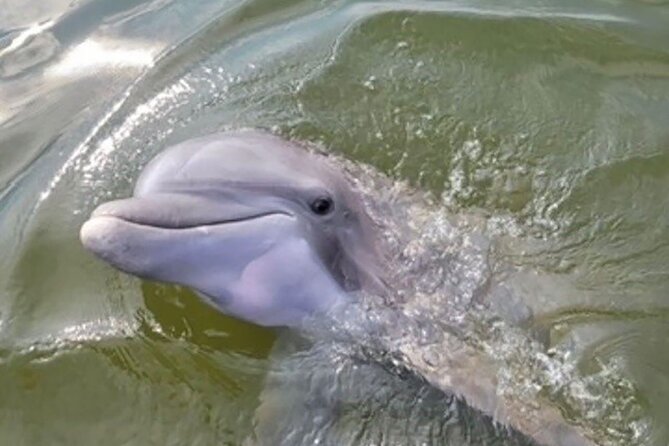 Sunrise Dolphin Tour - Accessibility