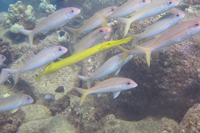Try Scuba Diving on Kaua'i Review - Potential Wildlife Encounters