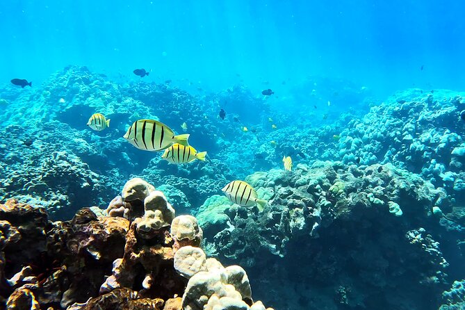 Unlimited Guided Snorkeling Tour Review - Accessibility Features of the Tour