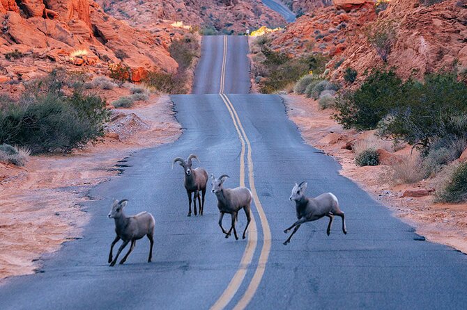 Valley of Fire State Park on a Slingshot - Health and Safety Information