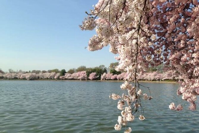 Washington D.C. Cherry Blossom Day Tour Review - Transportation Details and Pickup Locations