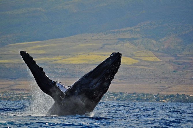 Whale Watch Cruise Aboard Malolo Review - Educational Content and Crew Interaction