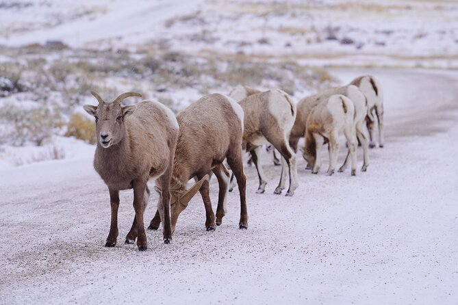 Wildlife Safari, Elk Refuge Sleigh Ride, Winter Camp Igloo Dinner - Unique Dining at the Winter Camp Igloo