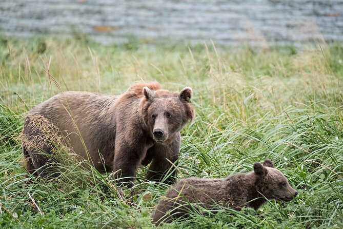 4 Hours Haines Chilkoot Wilderness and Wildlife Tour - Key Points
