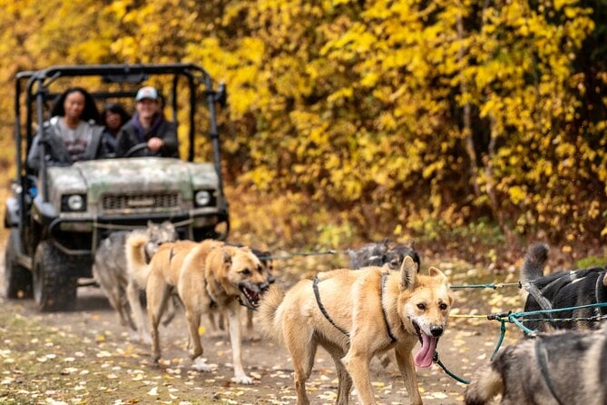1 Hour Fall Sled Dog Experience Review - Booking Process and Customer Service Review