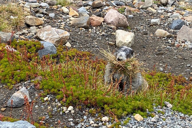 2 Day Mt Rainier All-Inclusive Tour Review - Accommodation and Dining Experiences