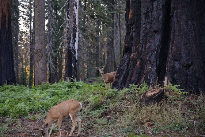2 Days Private Tour to Sequoia and Kings Canyon Parks From LA - Health and Safety Requirements