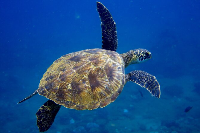 2 Tanks Scuba Dive Kauai From a Boat - Taking in the Breathtaking Dive Sites