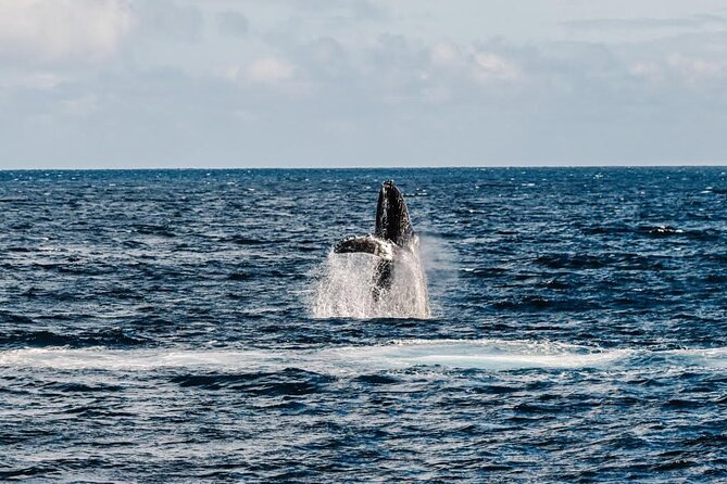 2Hour Whale Watching and Boat Cruise in Haleiwa Oahu Hawaii - Booking Information