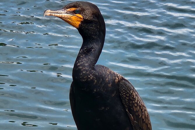 Afternoon Crystal River Ecological Boat Tour - Cancellation and Booking
