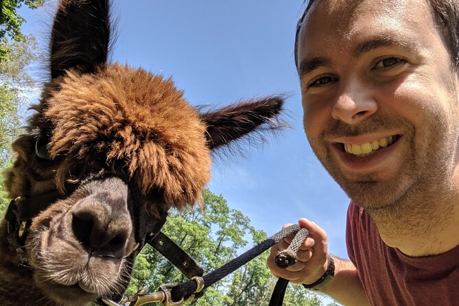 Alpaca and Llama Trek in Pleasant Valley - Traveler Reviews