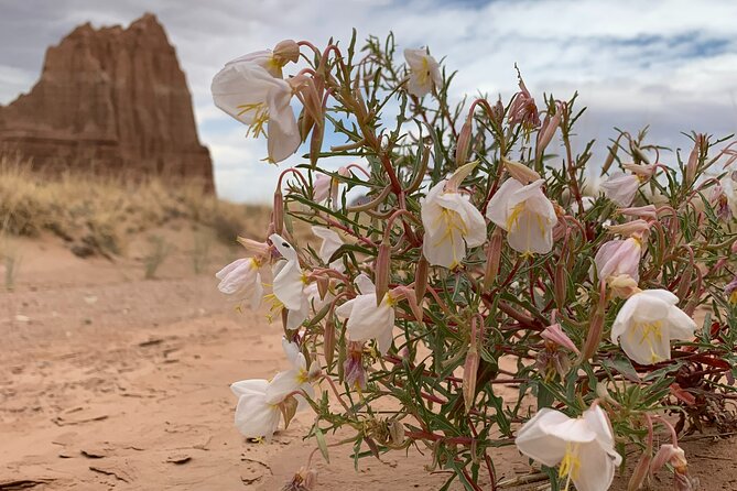 Capitol Reef Half Day Temples of the Sun and Moon - Booking and Cancellation Policy