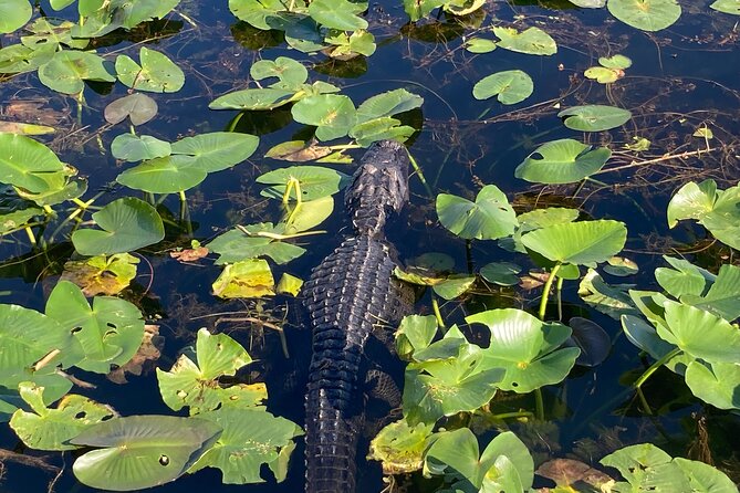 Everglades National Park Tour Review - Dining Experience: Whats on the Menu?