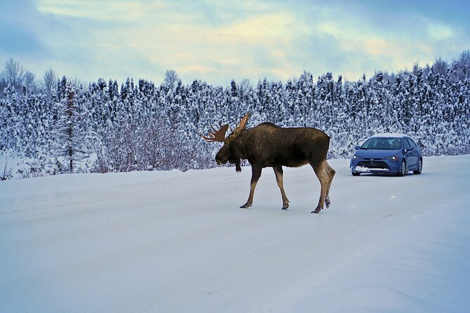 Exploring Anchorage on Winter Sundays Review - Accessibility and Participant Requirements