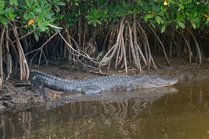 Full Day Everglades Combo Motorboat Eco and Kayak Tour - Booking Information
