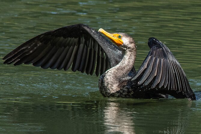 Golden Gate Park Wildlife Walking Tour - Booking Flexibility