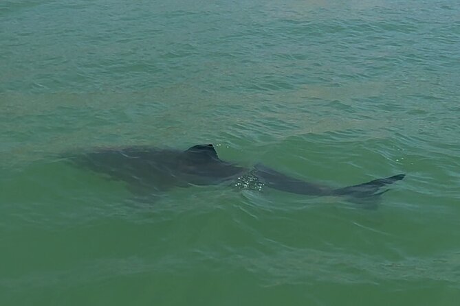 Great White Sharks Topside in Monterey Bay - Booking and Cancellation Policies